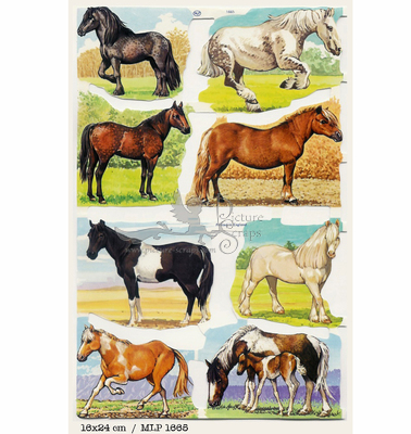 MLP 1665 horses.jpg