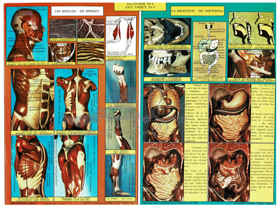 Sablon 4 anatomy.jpg