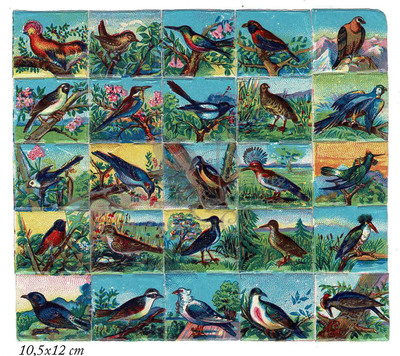 NL NN square educational sheet birds 2.jpg