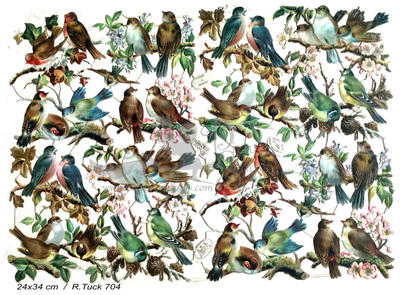 R.Tuck 704 birds.jpg