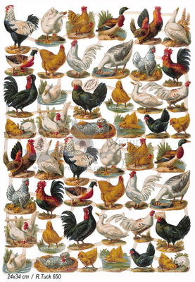 R.Tuck 650 ducks chicks.jpg