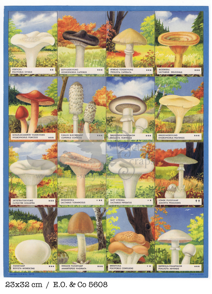 EO 5608 mushrooms.jpg