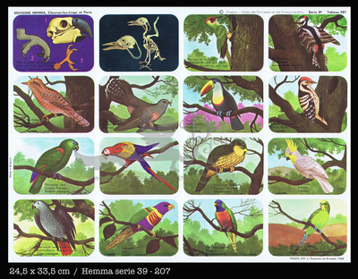 Hemma 207 birds parrots.jpg
