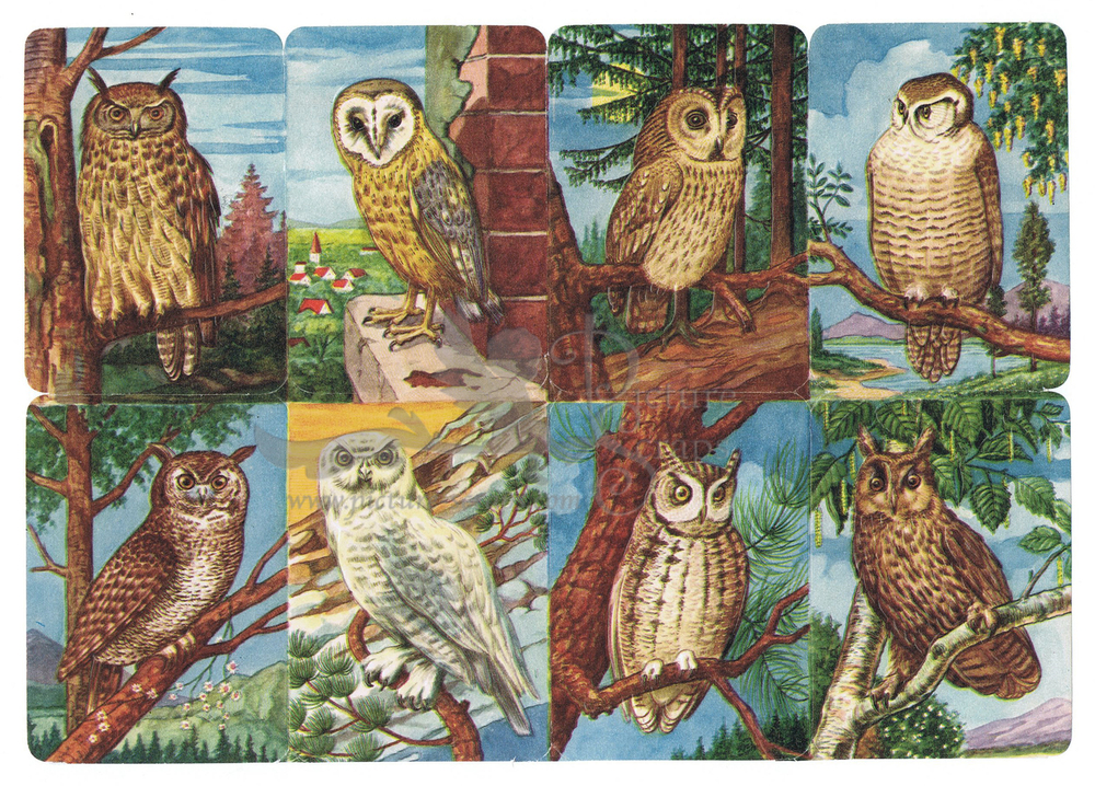 Kruger 99.14 owls.jpg