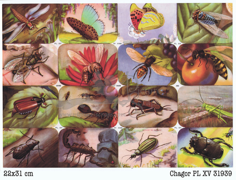31939 PL 15 insects square educational scraps Chagor.jpg