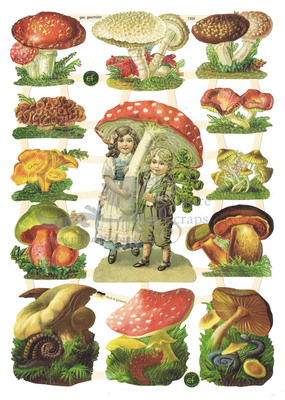 EF 7355 Mushrooms.jpg