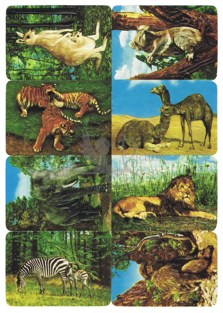 Kruger 99.27 animals.jpg