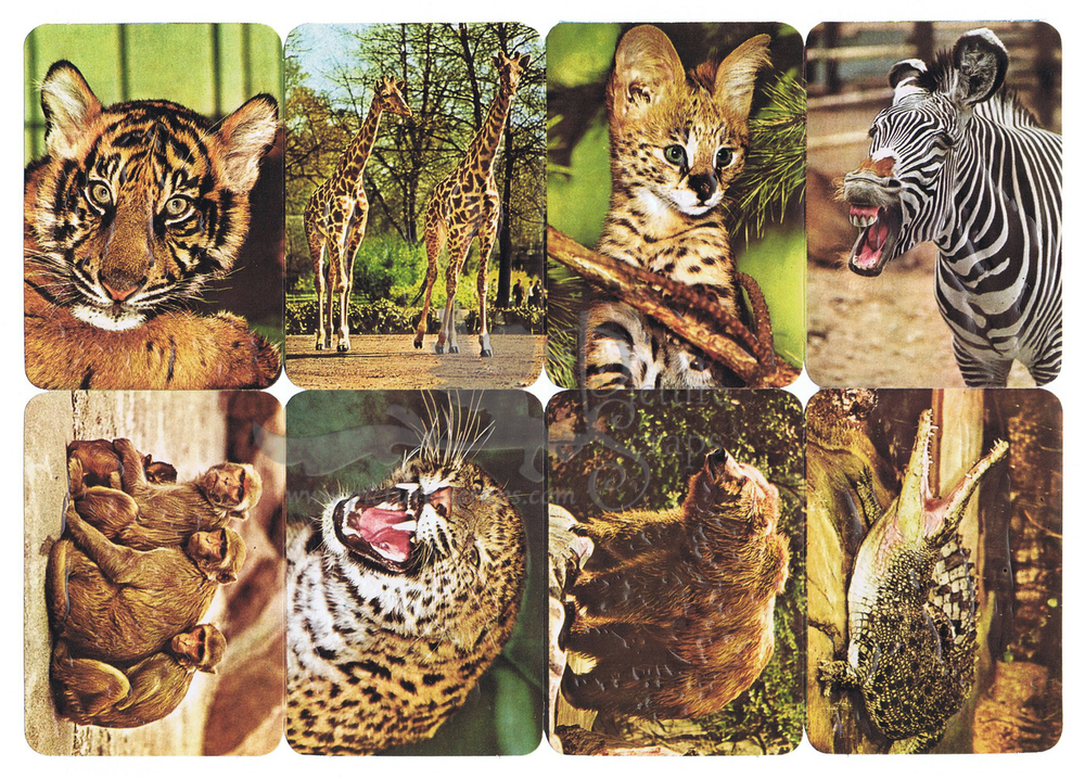 Kruger 99.28 wild safari animals.jpg