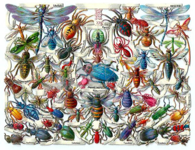helriegel 775 insects.jpg