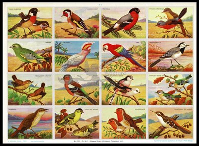 A.Arnaud 3 (2) birds.jpg