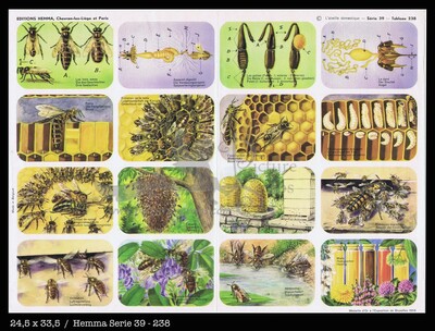 Hemma 238 Bees and its life.jpg