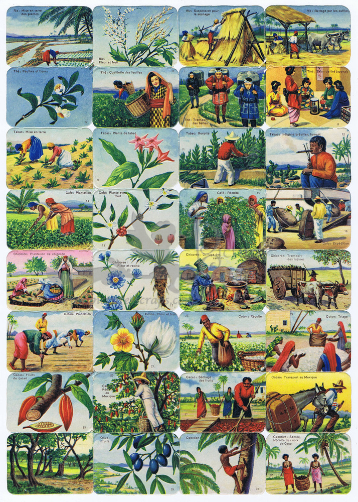 Printed in Germany foreign plants and farming square educational scraps.jpg