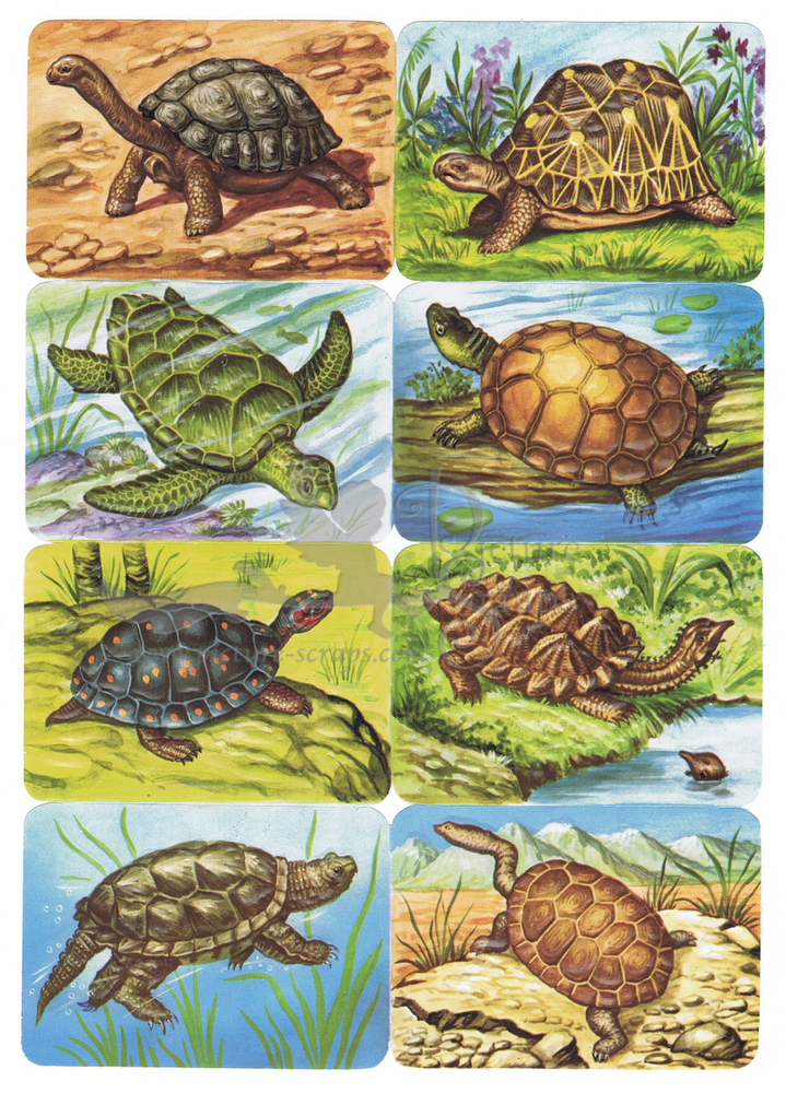 Kruger 99.32 turtles.jpg