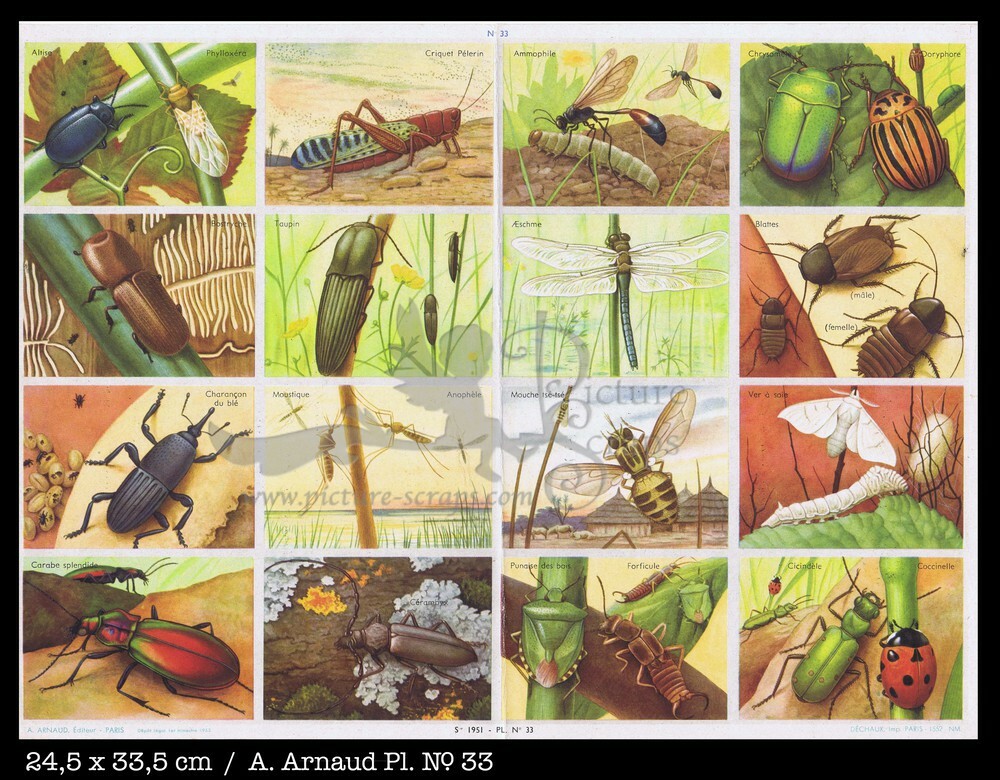 Arnaud 33 insects beetles.jpg
