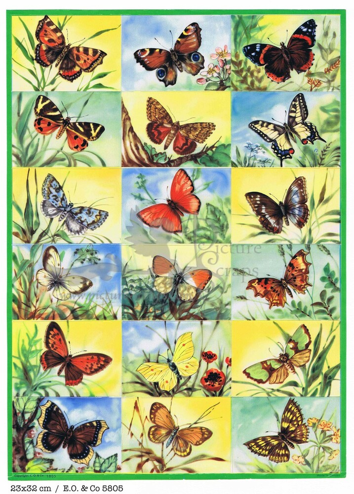 EO 5805 butterflies.jpg
