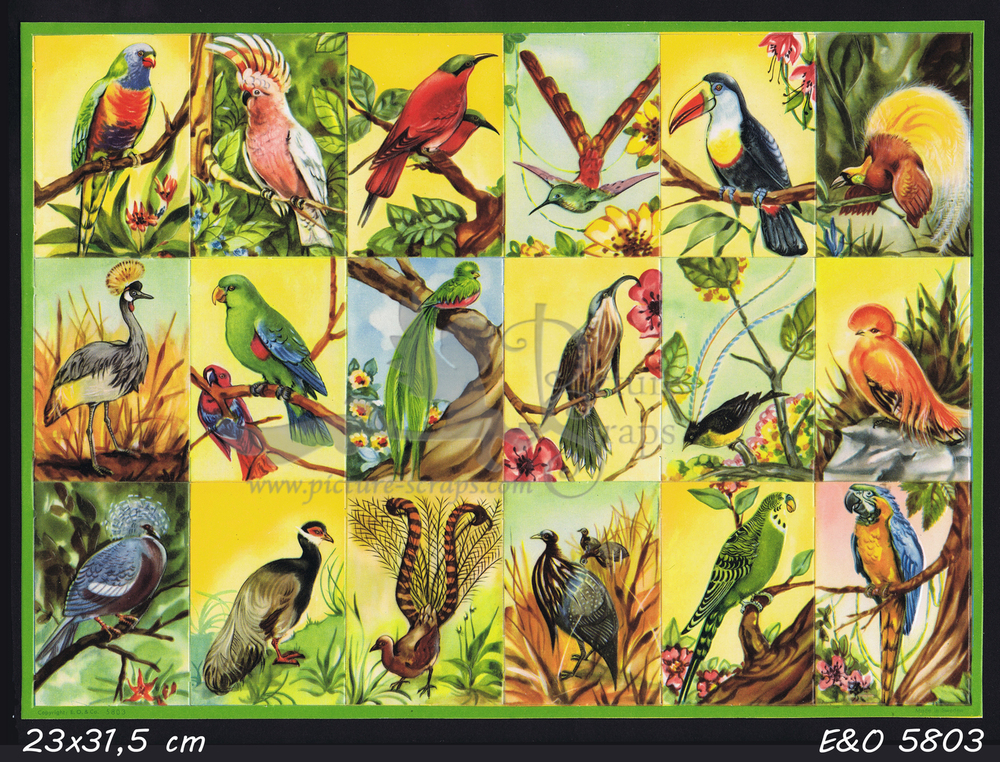 EO 5803 birds.jpg