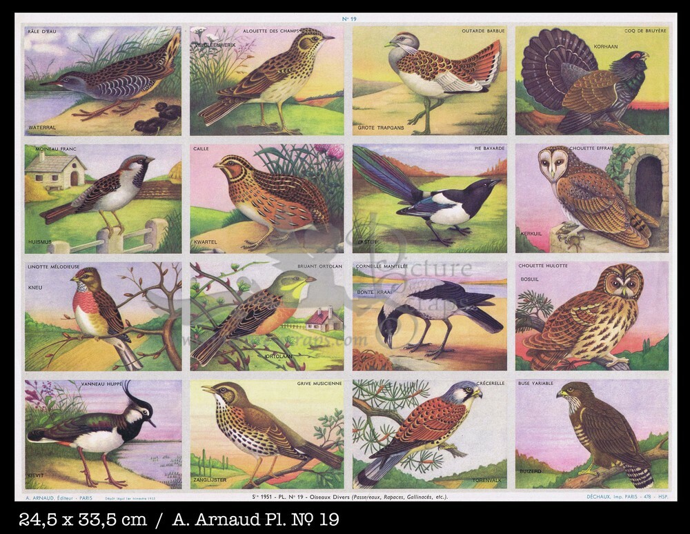 Arnaud 19 birds.jpg