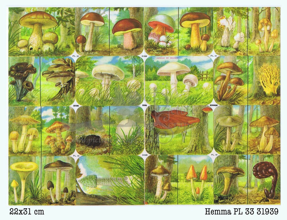 31939 PL 33 mushrooms square educational scraps Hemma.jpg