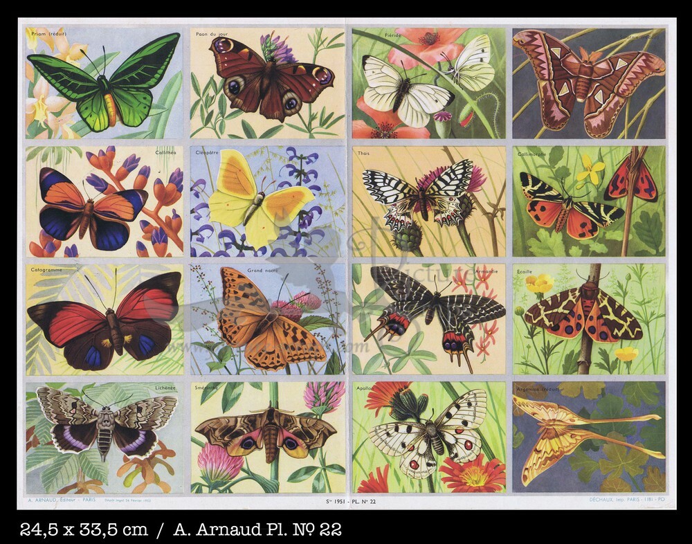 Arnaud 22 butterflies.jpg