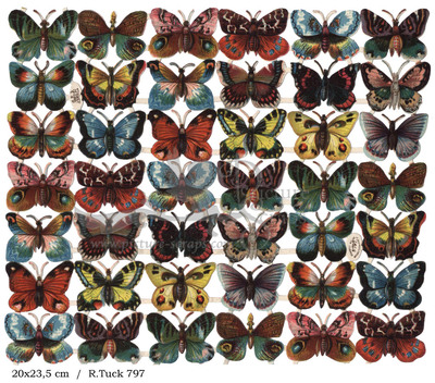 R.Tuck 797 butterflies.jpg