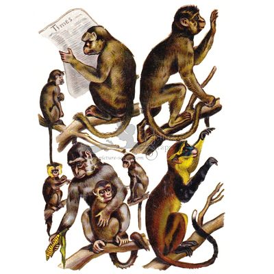 apes monkeys.JPG