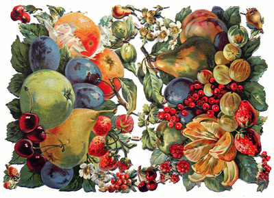 nl 1877 fruits.jpg