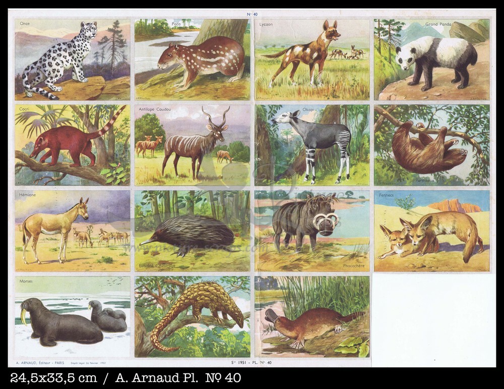 Arnaud 40 wild animals.jpg