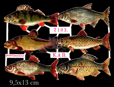 K&B KUB 2103 fish.jpg