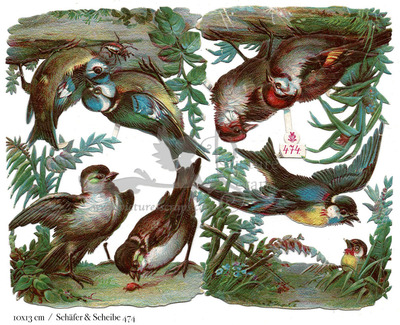 Schafer & Scheibe 474 birds.jpg