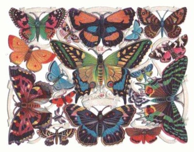 CH 184 butterflies.jpg