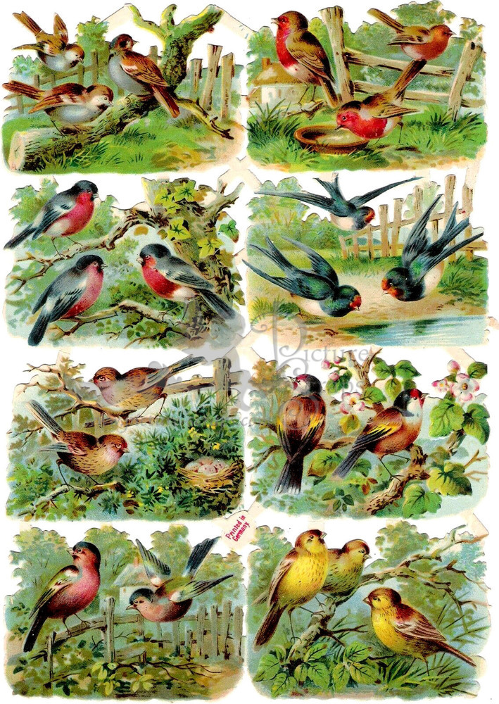 Printed in Germany 638 birds.jpg