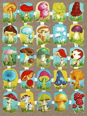 Edivas 13 mushrooms.jpg