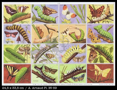 Arnaud 59 caterpillars butterflies.jpg